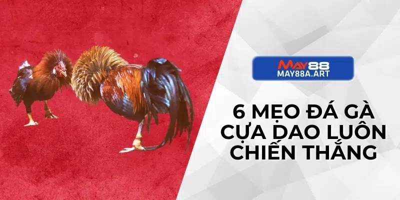 6 mẹo đá gà cựa dao luôn chiến thắng