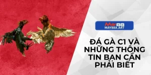 Đá Gà C1 Và Những Thông Tin Bạn Cần Phải Biết