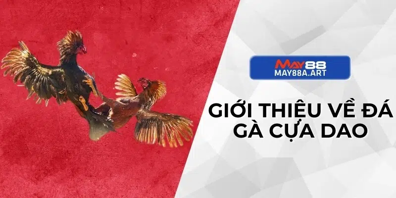 Giới thiệu về đá gà cựa dao