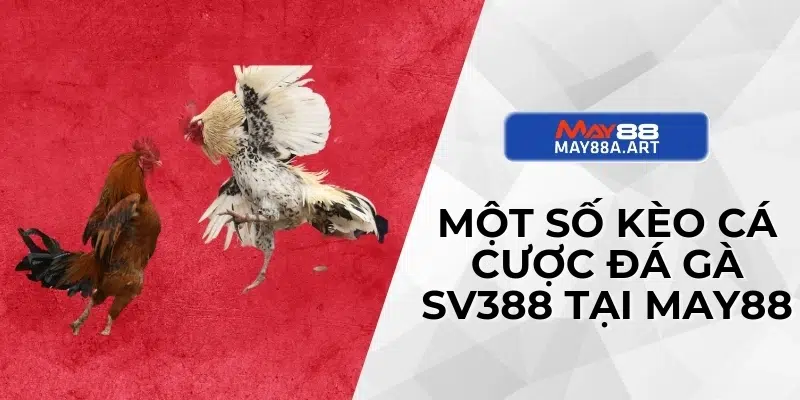 Một số kèo cá cược đá gà SV388 tại May88