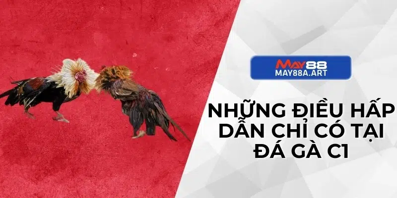 Những điều hấp dẫn chỉ có tại đá gà C1