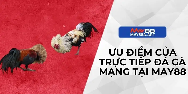 Ưu điểm của trực tiếp đá gà mạng tại MAY88