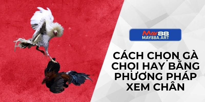 Cách chọn gà chọi hay bằng phương pháp xem chân