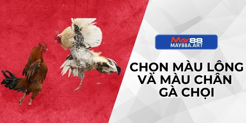 Chọn màu lông và màu chân gà chọi