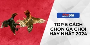 Top 5 Cách Chọn Gà Chọi Hay Nhất 2024