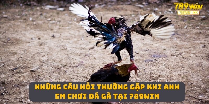 Những câu hỏi thường gặp khi anh em chơi đá gà tại 789WIN